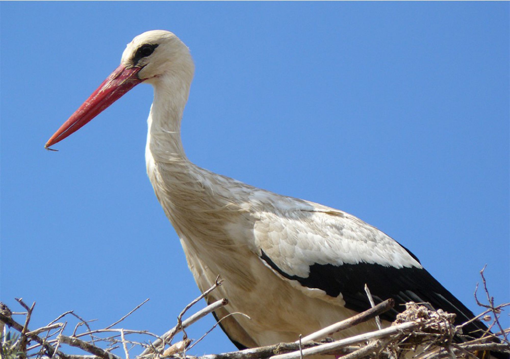 visitar el Parque Nacional de Doñana desde Sevilla